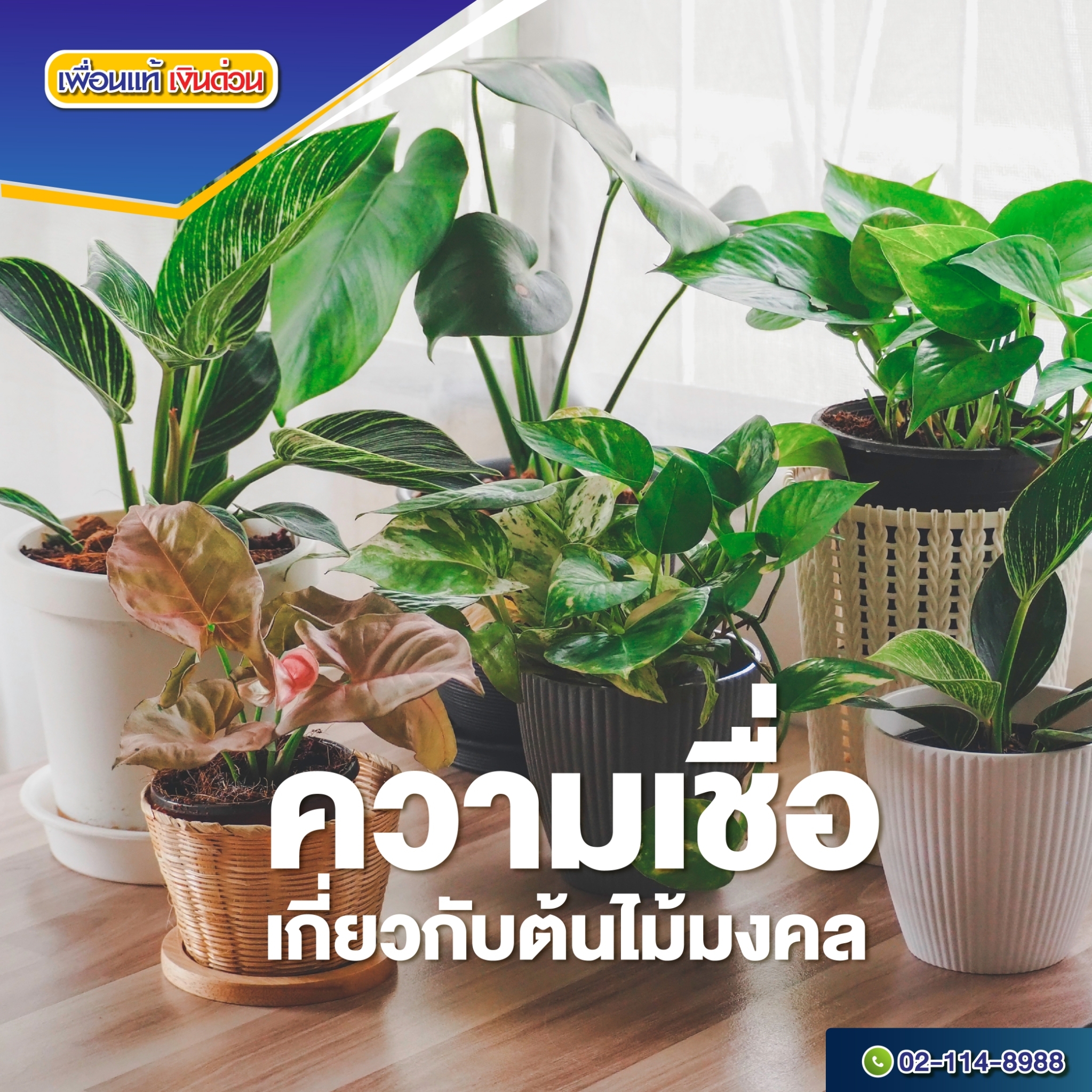 Writer -รวมต้นไม้มงคลประจำราศี ปลูกในบ้านก็ได้นอกบ้านก็ดี Writer -รวมต้นไม้มงคลประจำราศี ปลูกในบ้านก็ได้นอกบ้านก็ดี