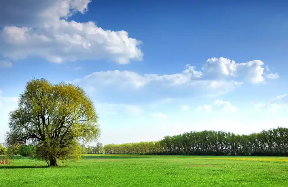 สรุป FAR และ OSR คืออะไร