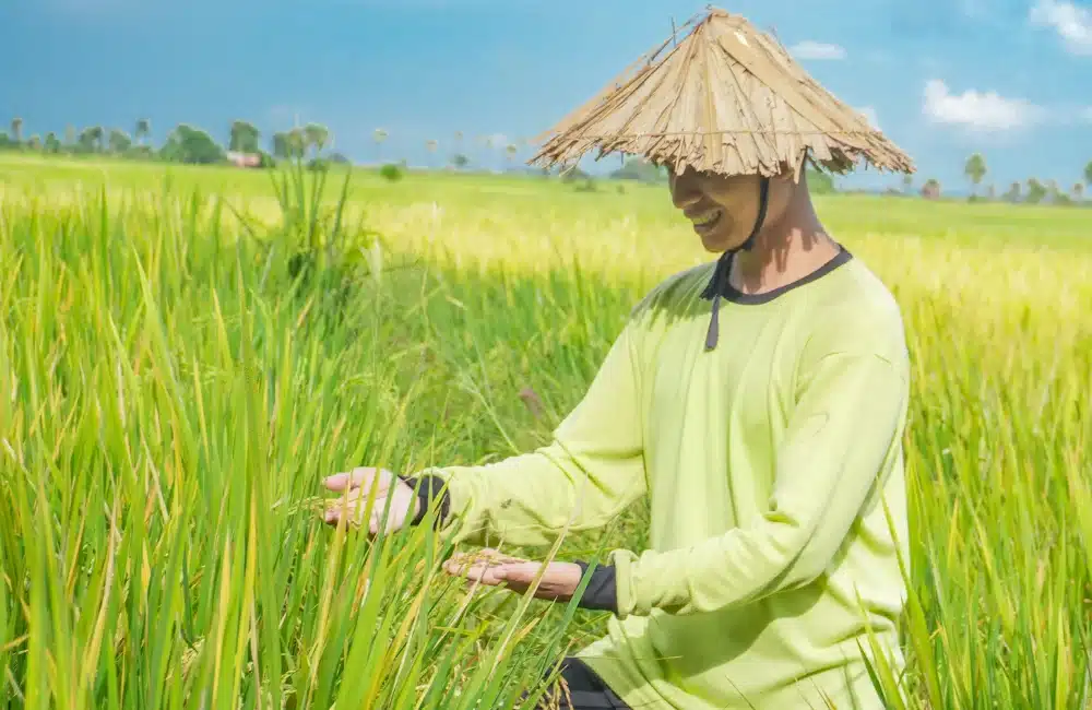 สรุปเกี่ยวกับพืชไร่