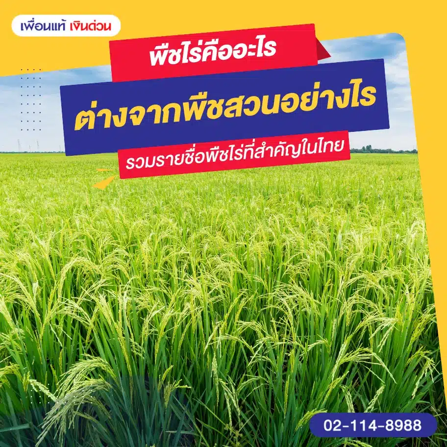 พืชไร่คืออะไร ต่างจากพืชสวนอย่างไร